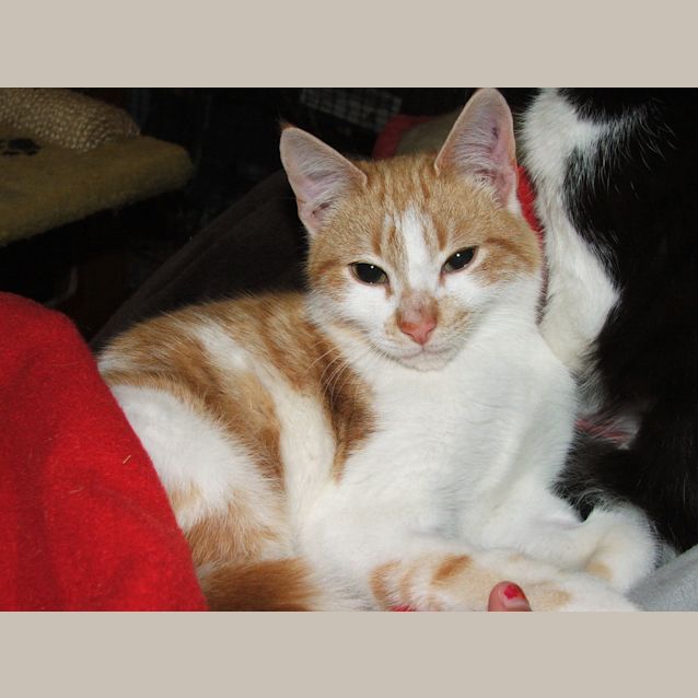 Photo of Kitten Mac