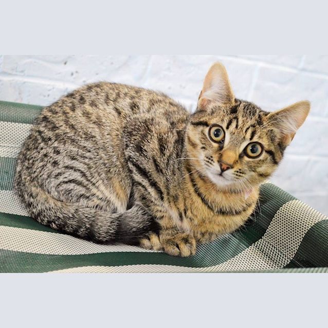 Photo of Kittens