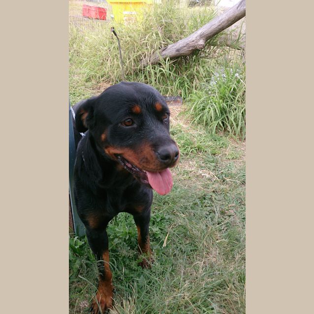 Photo of Misty (Adoption Pending)