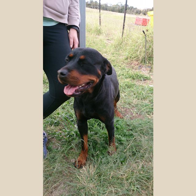 Photo of Misty (Adoption Pending)