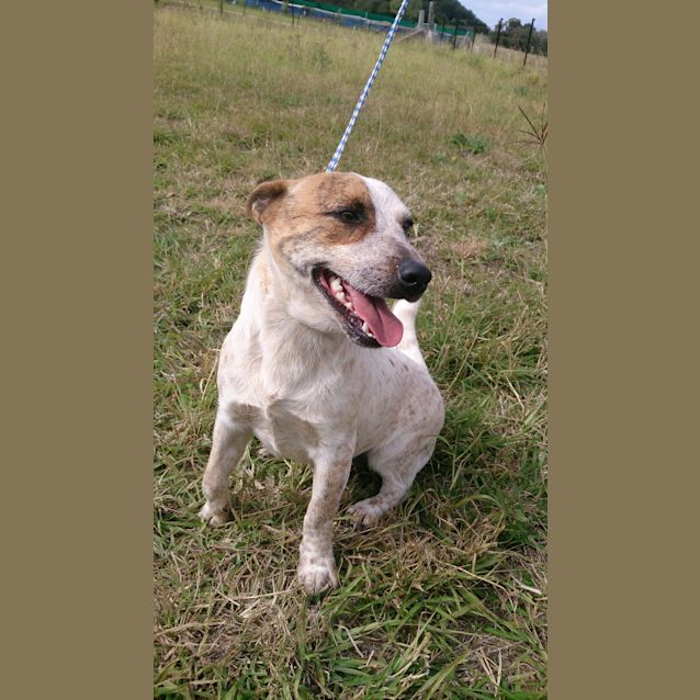 Photo of Jed (Adoption Pending)