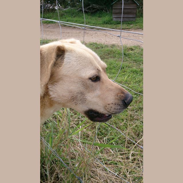 Photo of Bo'jangles (At Rspca Big Adopt Day Sept 19 Brisban