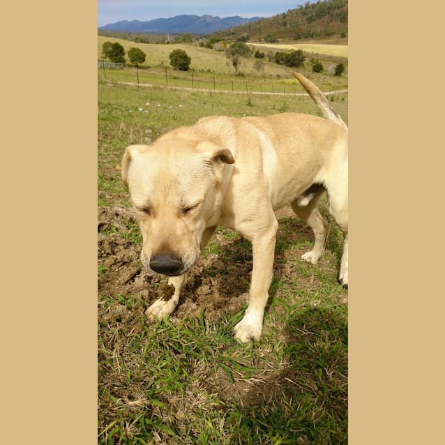 Photo of Bo'jangles (At Rspca Big Adopt Day Sept 19 Brisban