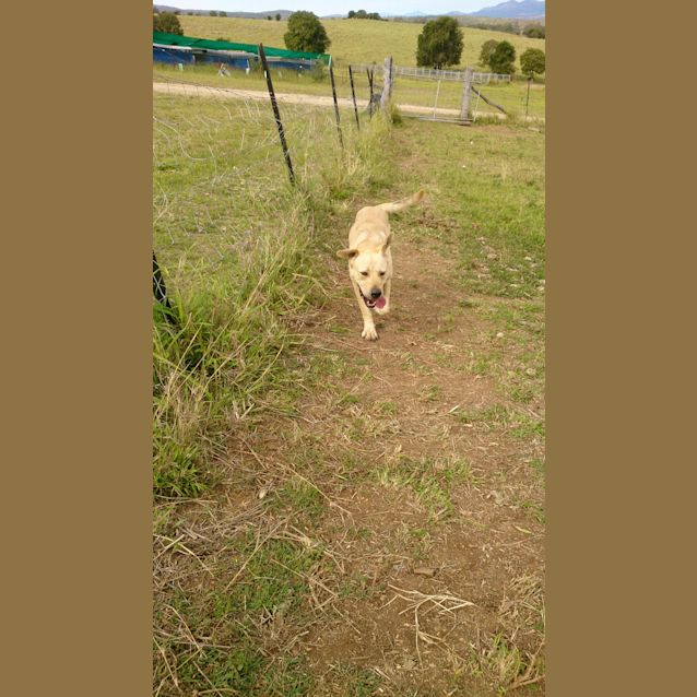 Photo of Bo'jangles (At Rspca Big Adopt Day Sept 19 Brisban