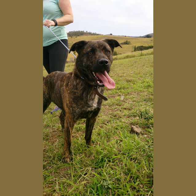 Photo of Chad (Adoption Pending)