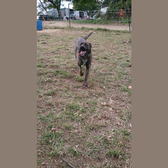 Photo of Chad (Adoption Pending)