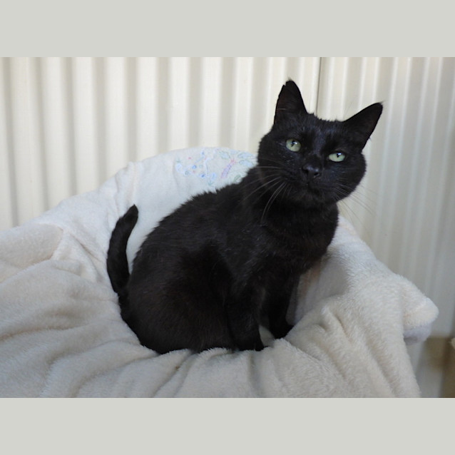 Photo of Petite Noir   Silver Paw