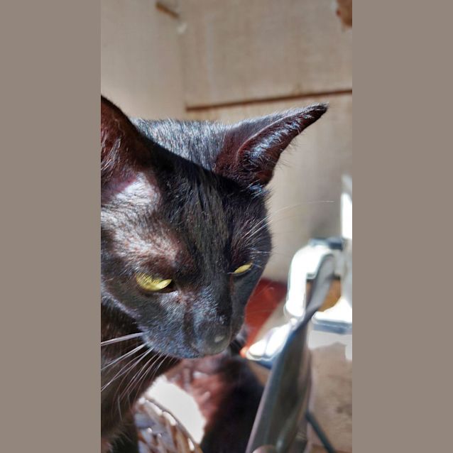 Photo of Gizmo
