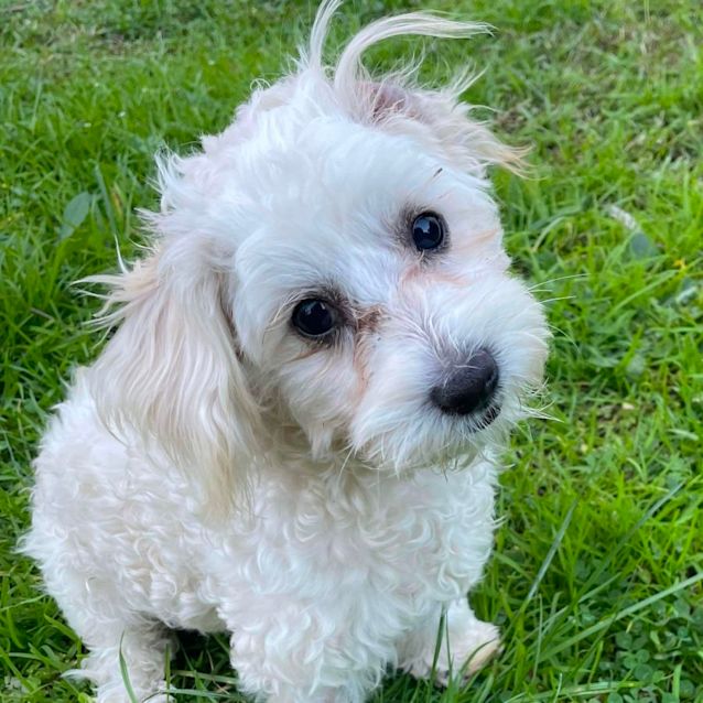 Photo of Eddie 🐾💙