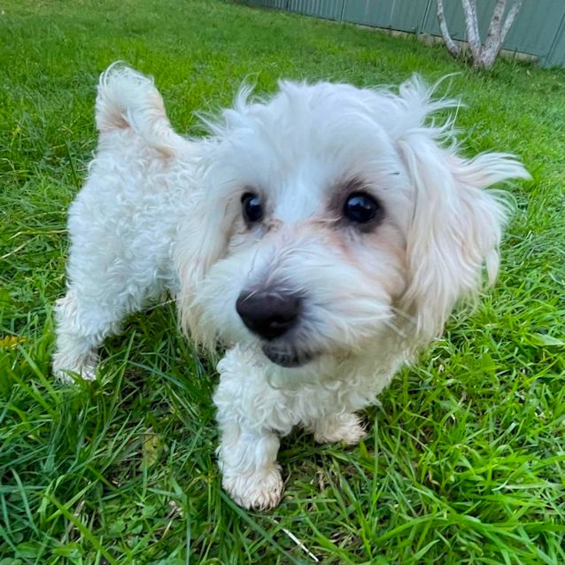 Photo of Eddie 🐾💙