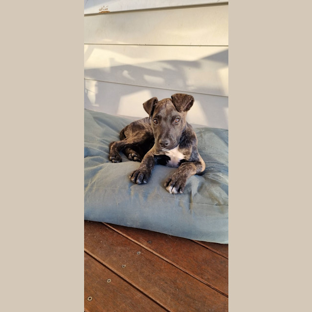 Photo of Milo   12 Week Old Staffy X (Trial 16/7/23)