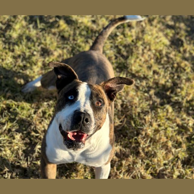 Photo of Cherry Imp 217