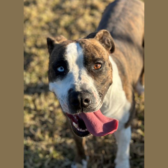 Photo of Cherry Imp 217