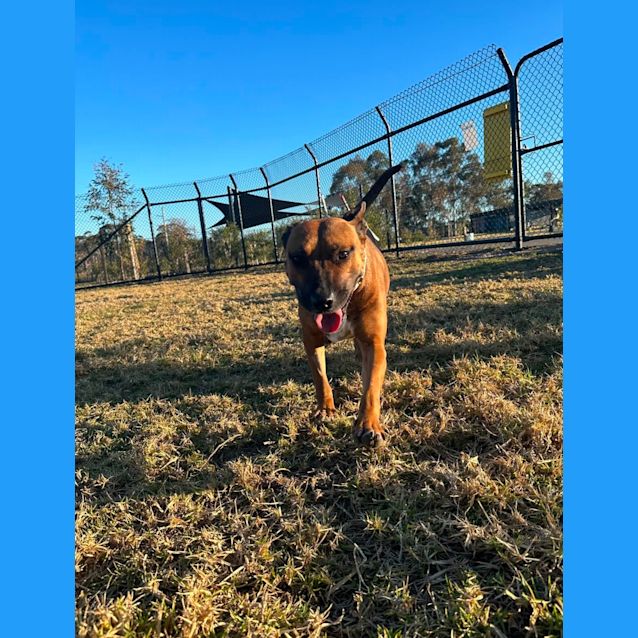 Photo of Biscuit Imp 554