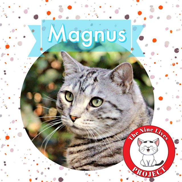 Photo of Magnus *9 Lives Project Rescue*