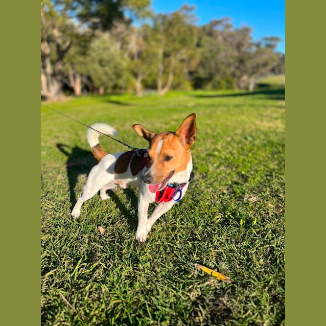 Nicho 1 Year Old Jack Russell Small Male Jack Russell Terrier Dog