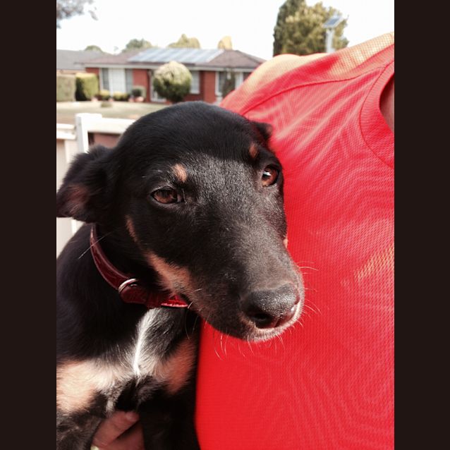 Photo of Heidi Our Lovely Puppy