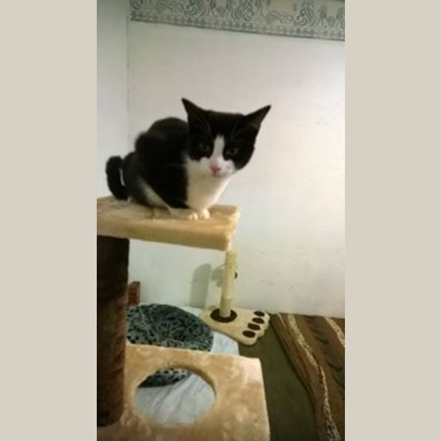 Photo of Taffy @ The Pet House Erina