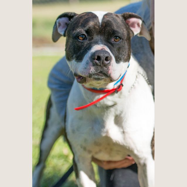 Photo of Patches ~ #1501865