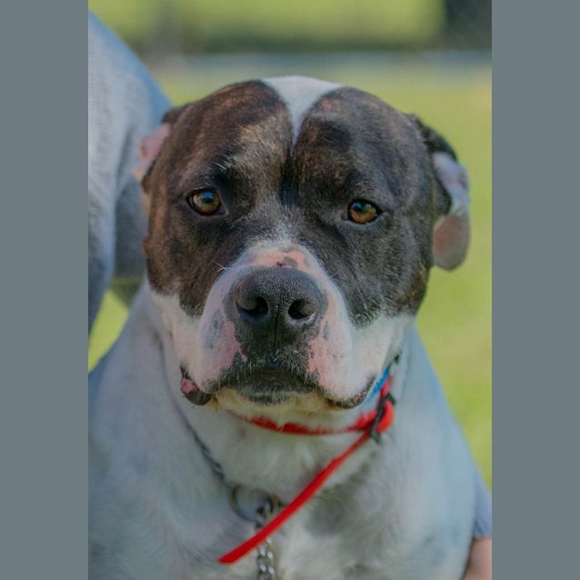 Photo of Patches ~ #1501865