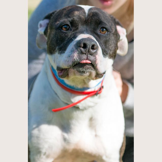 Photo of Patches ~ #1501865