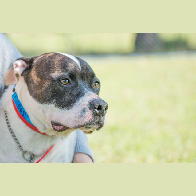 Photo of Patches ~ #1501865