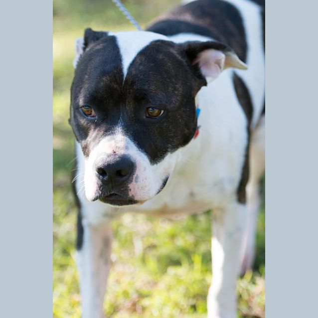 Photo of Patches ~ #1501865