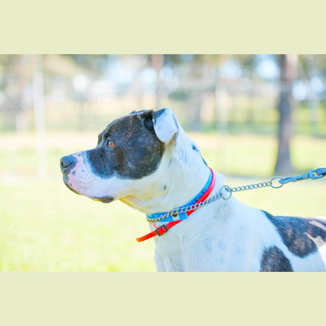 Photo of Patches ~ #1501865