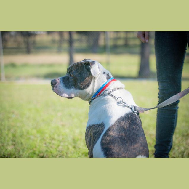 Photo of Patches ~ #1501865