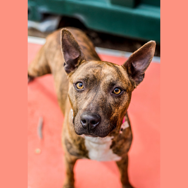 Photo of Petal ~ #1502001