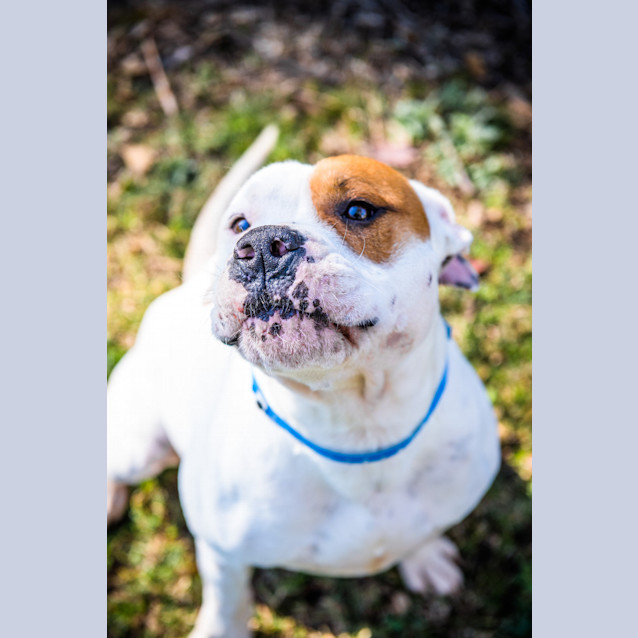 Photo of Tyson ~ #1502379