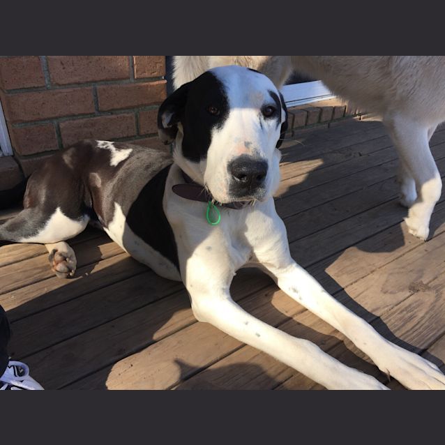 Photo of Moo 