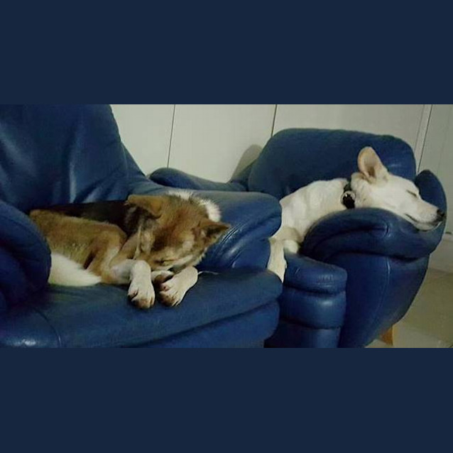 Photo of Rosie 'Private Rehoming'