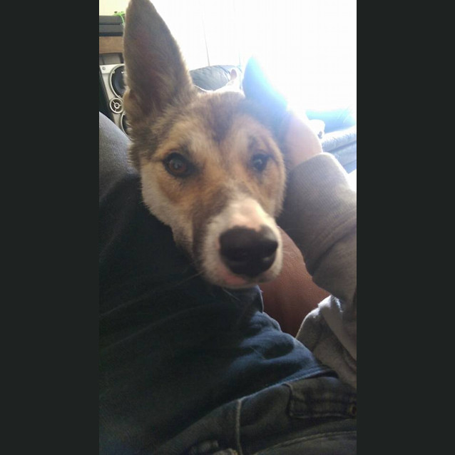 Photo of Rosie 'Private Rehoming'