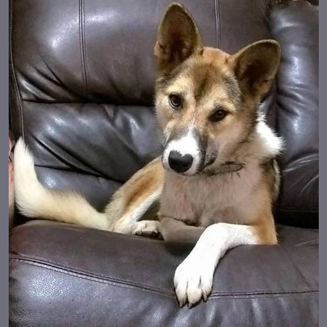 Photo of Rosie 'Private Rehoming'