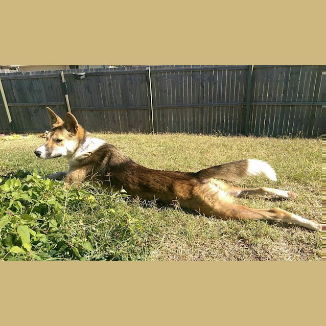 Photo of Rosie 'Private Rehoming'