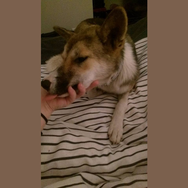 Photo of Rosie 'Private Rehoming'