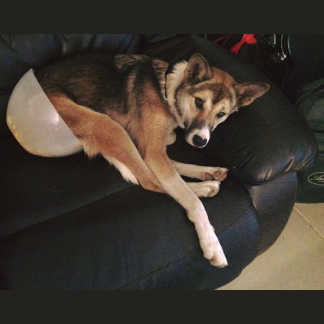 Photo of Rosie 'Private Rehoming'