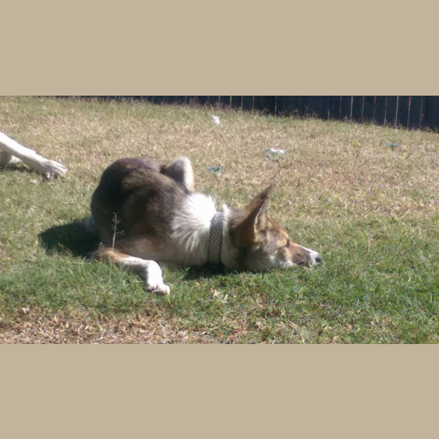 Photo of Rosie 'Private Rehoming'