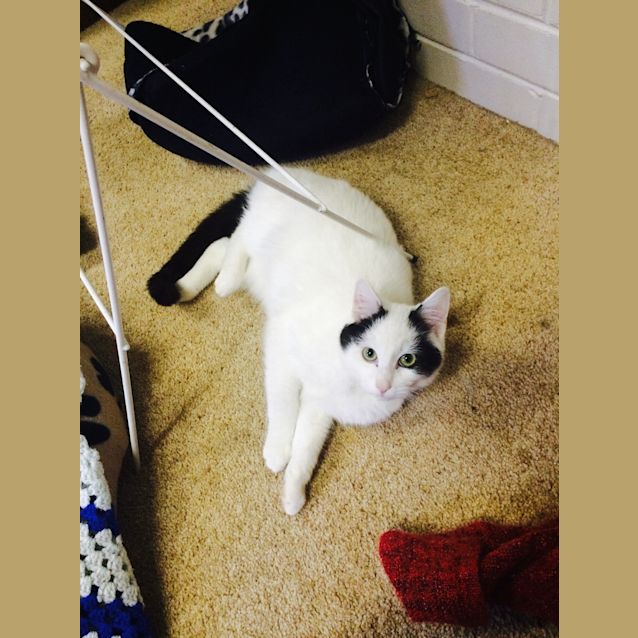 Photo of Ghost Reduced To $80