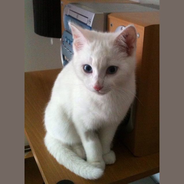 Photo of Ajax **Special Needs Kitten**