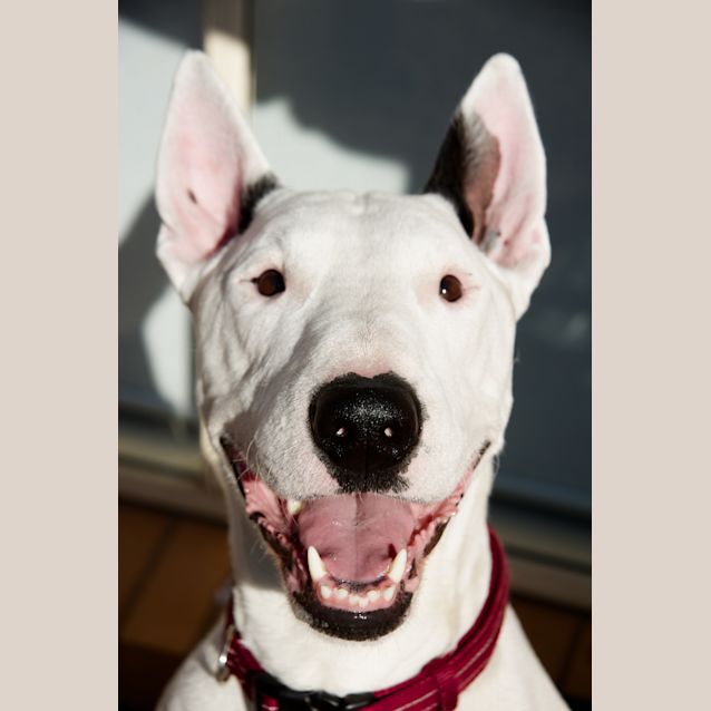 Photo of Buddy 