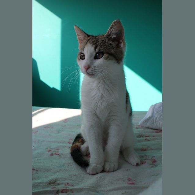 Photo of Stella