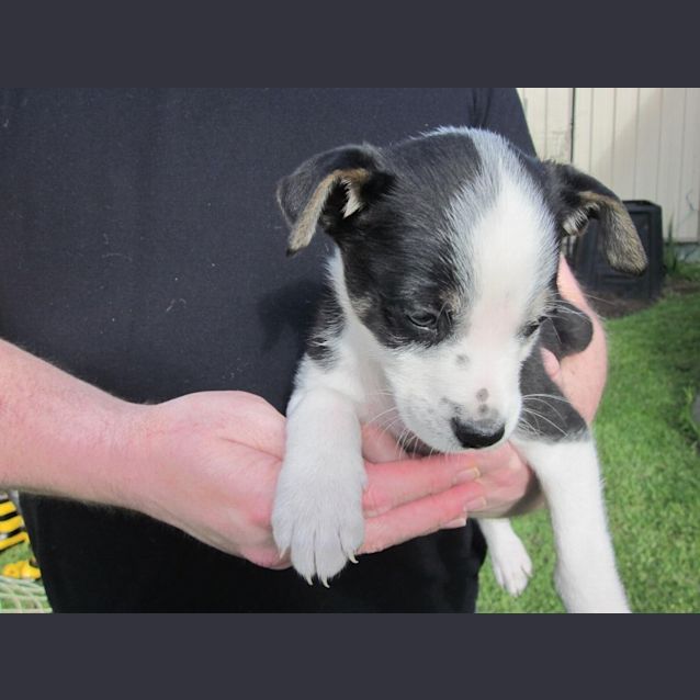 Photo of Peewee