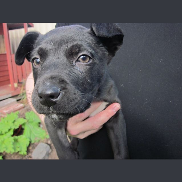Photo of Rigby