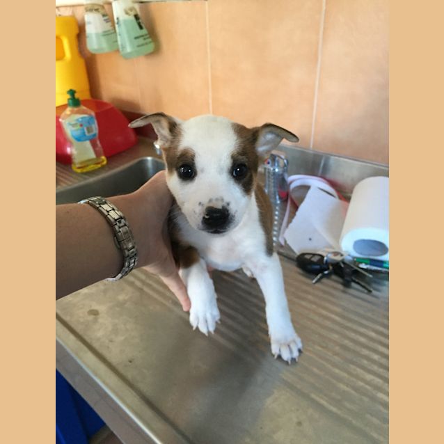 Photo of Sage (Bed42510) *Adopted*