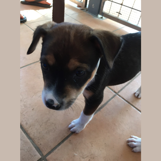 Photo of Basil (Bed4507) *Adopted*