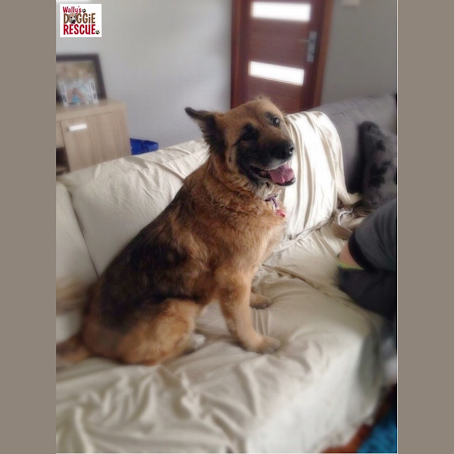 Photo of Leeza (Dog/Child Friendly)
