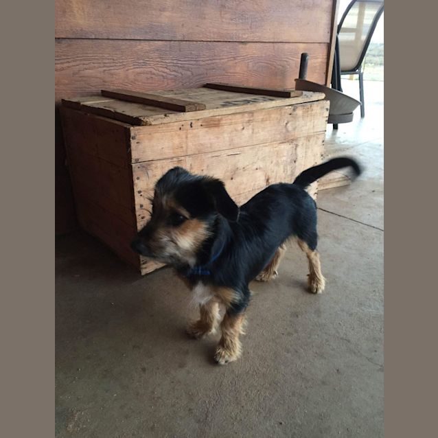Photo of Scruffy *On Hold   Adoption Pending*