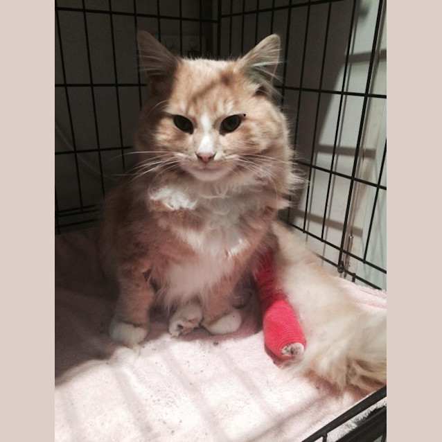 Photo of Marmalade